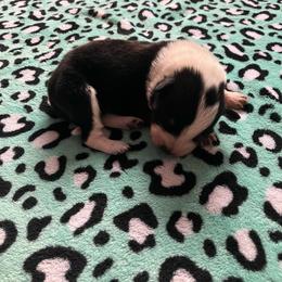 Zero - Blue male Australian Cattle Dog puppy in Lancaster, Minnesota from Weleski Chocolate Heelers