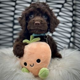 Cutie - Brown male Cockapoo puppy in Ocala, Florida from Top Notch Pupz
