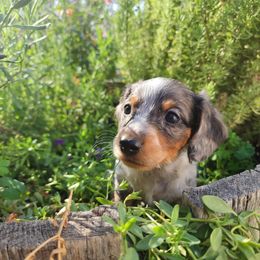 Dachshund Puppies from Bluegum Dachshunds