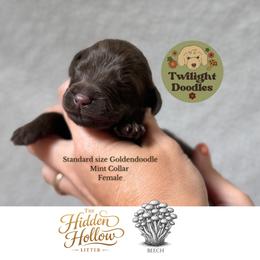 Beech - Mint Collar - Chocolate female Goldendoodle puppy in Garland, Texas from Twilight Doodles