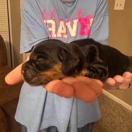 Zuma - Liver and tan female English Cocker Spaniel puppy in Bainbridge, Georgia from Chapman Bird Dogs