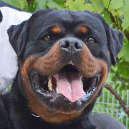 Micro - Rottweiler