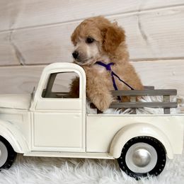 Poodle puppies from Dumaw Creeks Pups