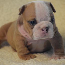 Boy 4 - Fawn and white male Bulldog puppy in Bradleyville, Missouri from HurstBulldogs