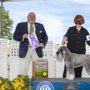 KiKi - Standard Schnauzer