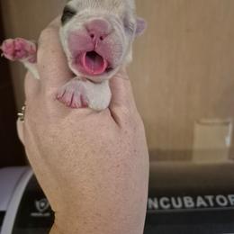Light Pink - Red and white female Bulldog puppy in Walhalla, South Carolina from Lowery's English Bulldogs