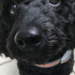 Poodles from TrickDog.Win