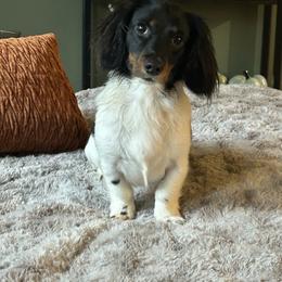 Rider - Piebald male Dachshund puppy in Belfair, Washington from SnortVille Frenchies & CreekSide Mini Doxies
