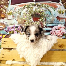 Endora - White and blue merle female Border Collie puppy in Avilla, Indiana from Borderline Kennels