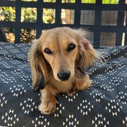 Hazel - Dachshund