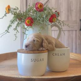 Oliver - Cream male Dachshund puppy in Alpine, California from Christie's Doxies