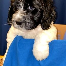 Cockapoo and Poodle Puppies from FurEver Young Kennels