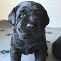 Labrador Retriever Puppies from Hillstone Labradors