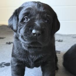 Labrador Retriever Puppies from Hillstone Labradors