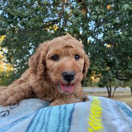Xander - Red  male Goldendoodle puppy in Oklahoma City, Oklahoma from Foneb Farm - The F1B Farm