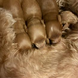 Red female - Red female Cavapoo puppy in Gilbert, Arizona from Arizona Toy Cavapoos – Health‐Tested & Home‐Raised