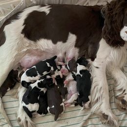 English Springer Spaniel Puppies from Silly Springers
