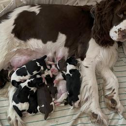 English Springer Spaniel Puppies from Silly Springers