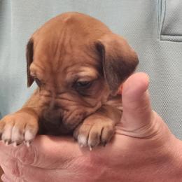 Girl 4 - female Rhodesian Ridgeback puppy in Chino Valley, Arizona from Courage Rhodesian Ridgebacks