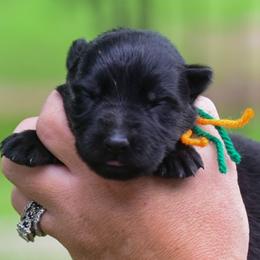 Orange green girl - Black female German Shepherd puppy in Clarkrange, Tennessee from Vom Wolff