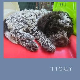 Girl 3 - Brown roan female Lagotto Romagnolo puppy in Salida, California from Harper's Lagotti