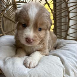 Honey - Red merle female Australian Shepherd puppy in Grants Pass, Oregon from Carmel Mountain Aussies