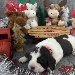 Cupid - Liver and white female English Springer Spaniel puppy in Hudson, Michigan from Picky’s Puppies