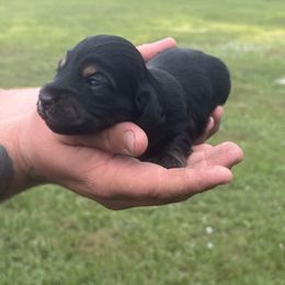 Bug - Black and cream female Dachshund puppy in Charlotte County, Florida from Doxie Den