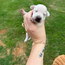 Stan - Cream male Dachshund puppy in Pontotoc, Mississippi from Toddy Kennels
