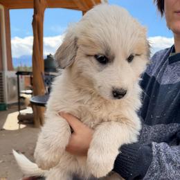Veronica- green - Badger female Colorado Mountain Dog puppy in Cotopaxi, Colorado from Once Upon A Moose (OUM)