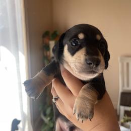 Norman Osborne - Black and cream male Dachshund puppy in Yuba City, California from The Navarro Furbabies