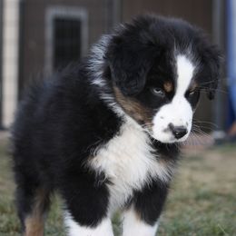 Australian Shepherd Puppies from Flying L Aussies