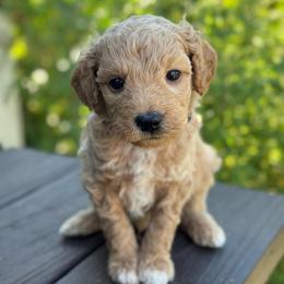 Blue Ribbon - Apricot male Goldendoodle puppy in Wharton, Texas from Little Fur Friends