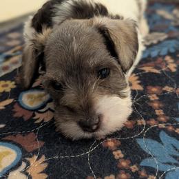 Lizzie - Parti female Miniature Schnauzer puppy in Ferndale, Washington from Blackhorse Schnauzers Washington state