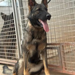 Kadee - German Shepherd