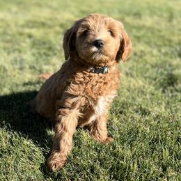 Blue Female - Apricot female Goldendoodle puppy in Great Falls, Montana from Montana Goldendoodles