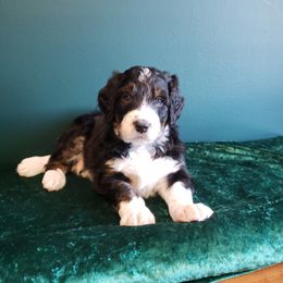 Bernedoodle Puppies from Badlands Bernedoodles