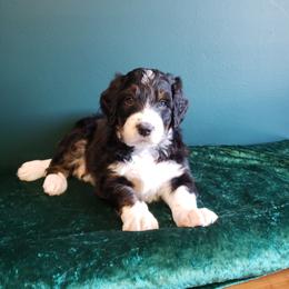 Bernedoodle Puppies from Badlands Bernedoodles