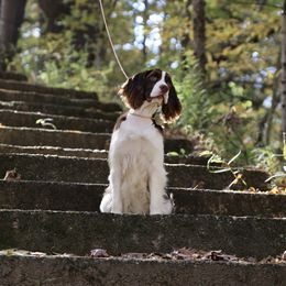 Daphne - English Springer Spaniel