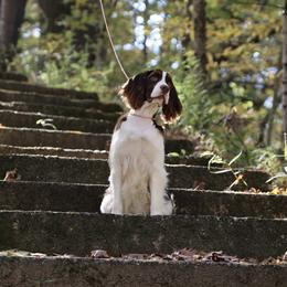 Daphne - English Springer Spaniel