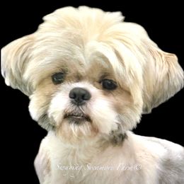 Willow - Shih Tzu