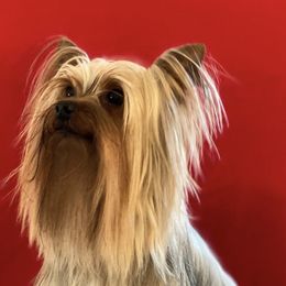Yorkshire Terriers from Silver Creek Yorkies