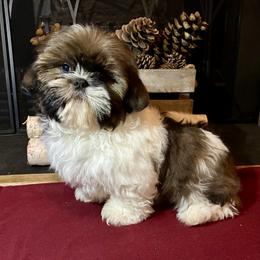 Boy 1(Donner) - Red and white male Shih Tzu puppy in North Carolina from WillowCreek Mountain View Shih Tzu