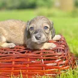 Dachshund Puppies from Northwest Dachshunds