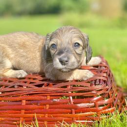 Dachshund Puppies from Northwest Dachshunds