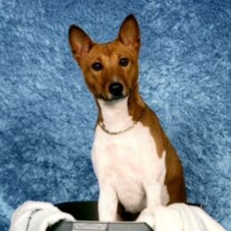 Kitty - Basenji