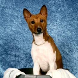 Kitty - Basenji