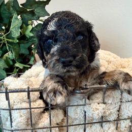 Riptide - Merle male Goldendoodle puppy in Wyandotte, Oklahoma from Goldendoodles of NE OK