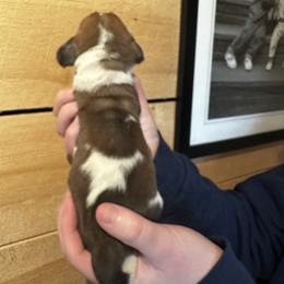 Male 1 - Mahogany and white male Basset Hound puppy in Lindley, New York from Hill Top Basset Hounds & Cane Corso