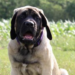 Mastiffs from Sonnenblume’s Mastiffs